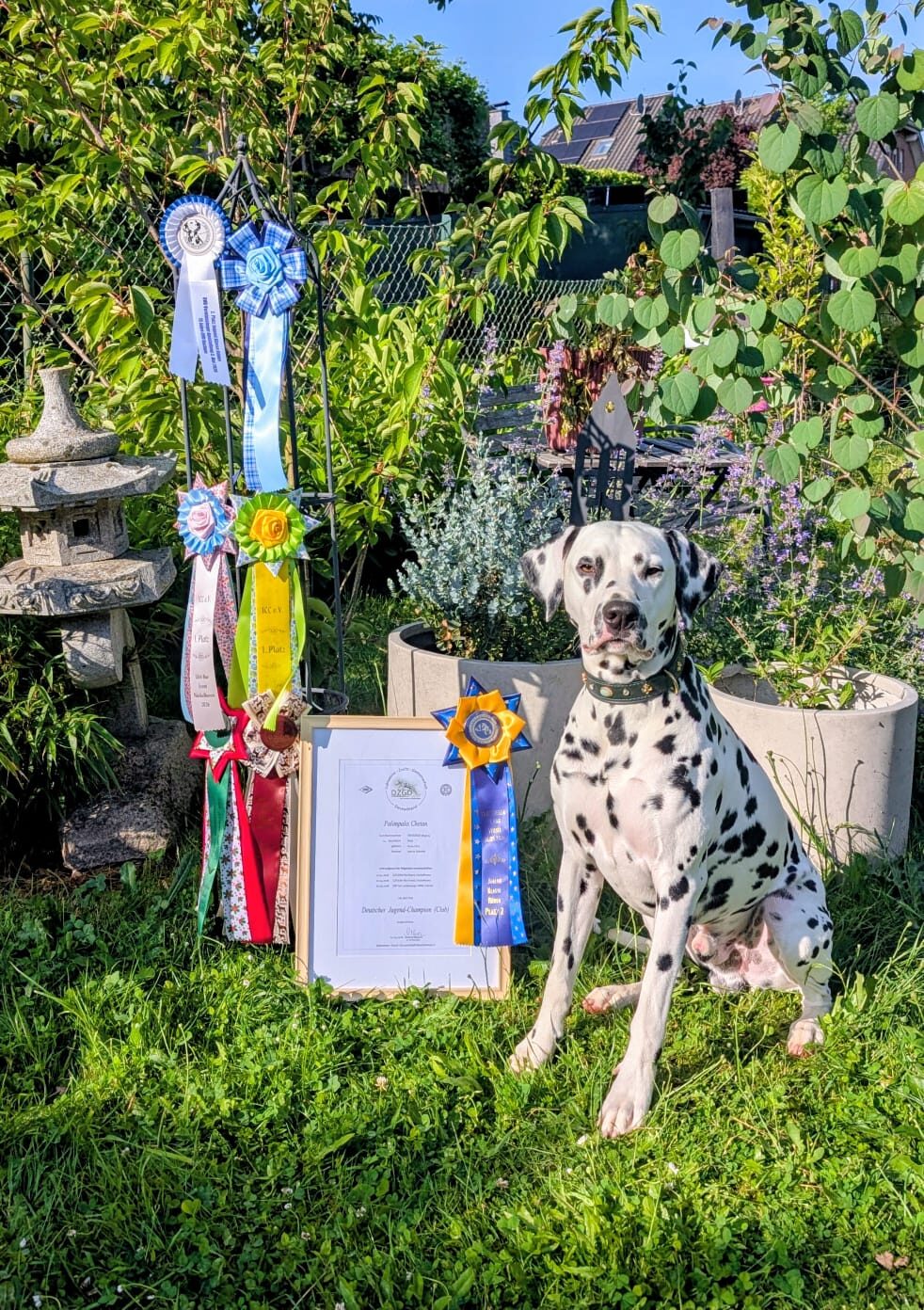 Quill (Palimpalis Chetan), Dalmatiner-Rüde und Deutscher Jugend-Champion (Club), mit seinen Ausstellungsschleifen