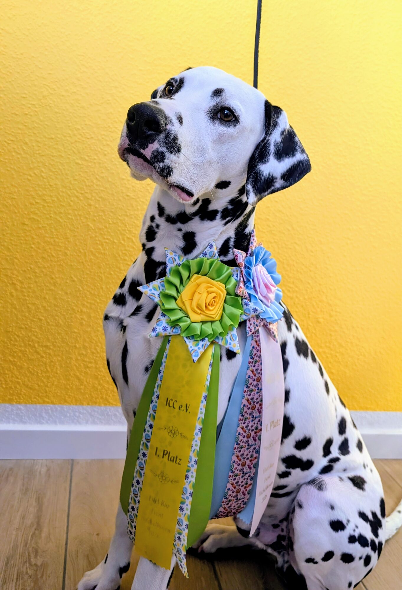 Quill auf der Hundeausstellung in Hückelhoven 2026, Tag 2 (Dalmatiner, v1)